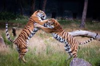 /album/wwf/tijger-4-jpg1/